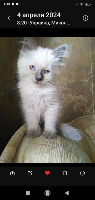 Розумний, добрий котик!