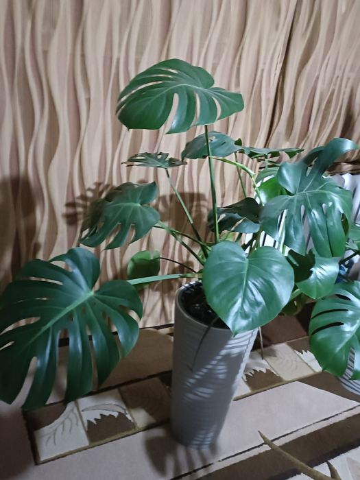 Monstera odbiór osobisty