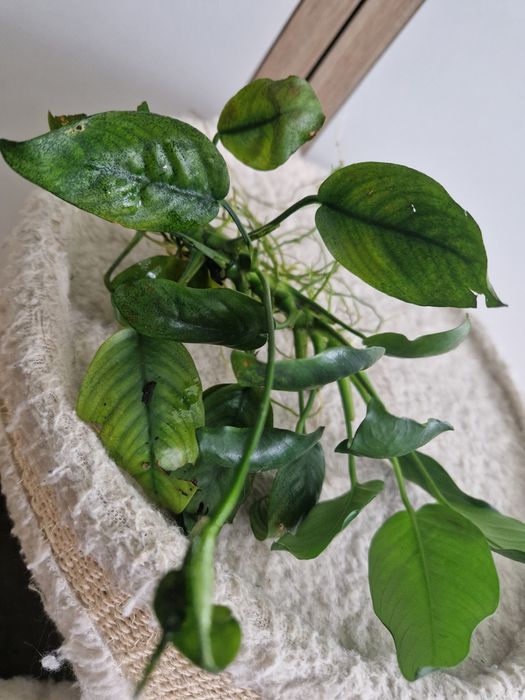 Roślina do akwarium  Anubias barteri