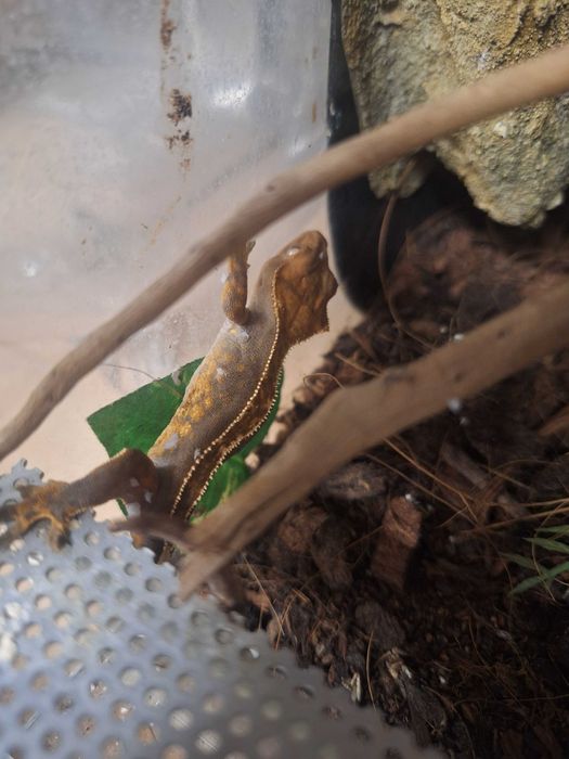 Gekon orzęsiony młode