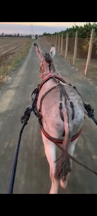 Vendo Burro Andaluz 5 anos Burro cobridor