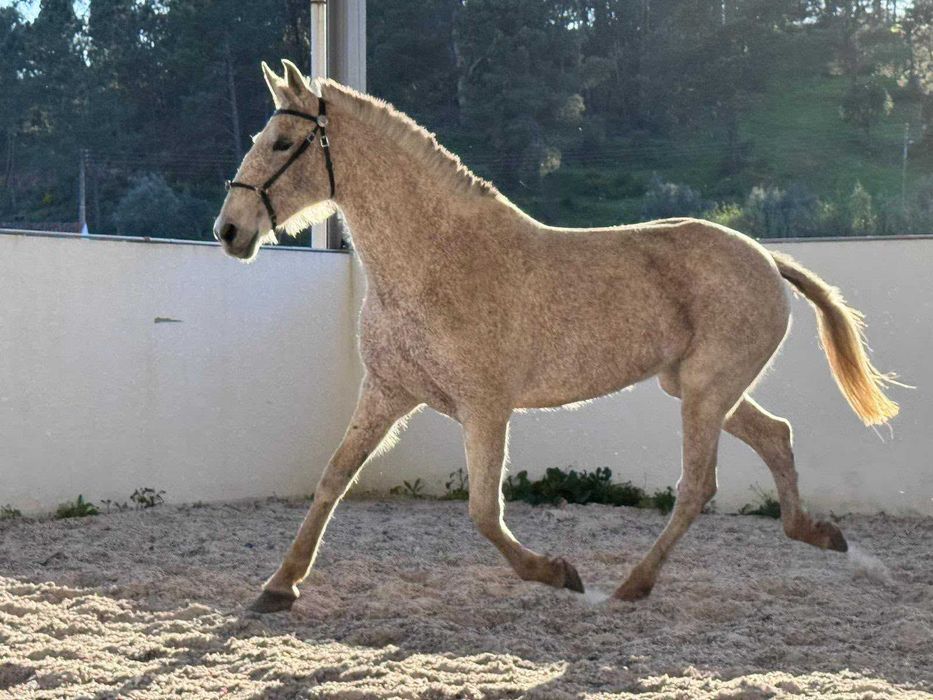 Égua Puro Sangue Lusitano Pontuada