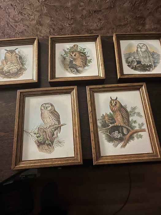 сови в рамках для декора