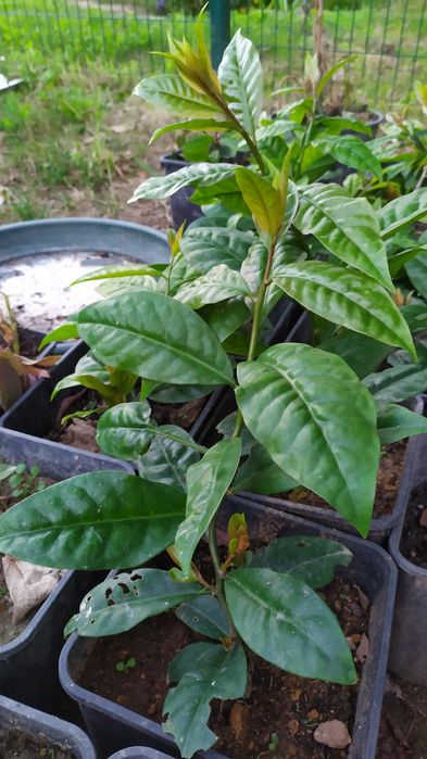 Planta Ora-pro-nobis