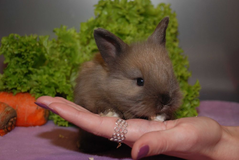 Нідерландські кролики, карликові кролики різних окрасів