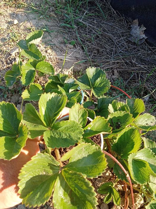 Продам розсаду полуниці