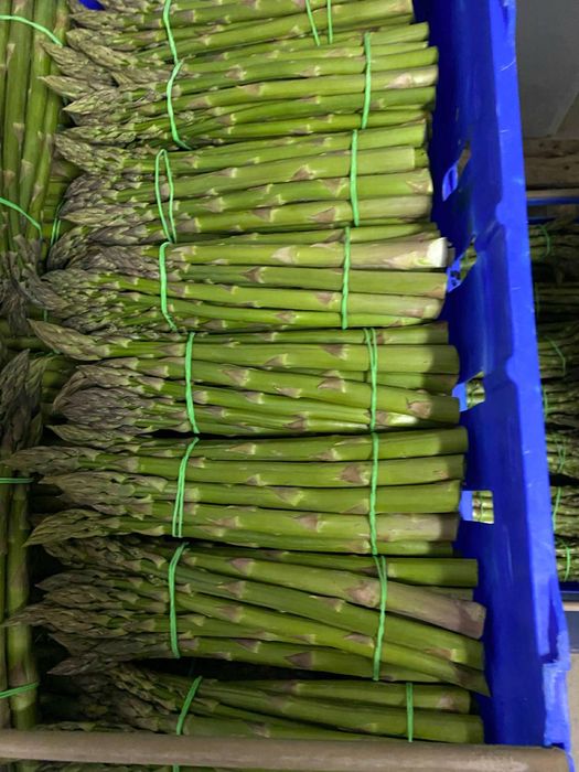 Szparaga 6 peczkow po 500g 3kg