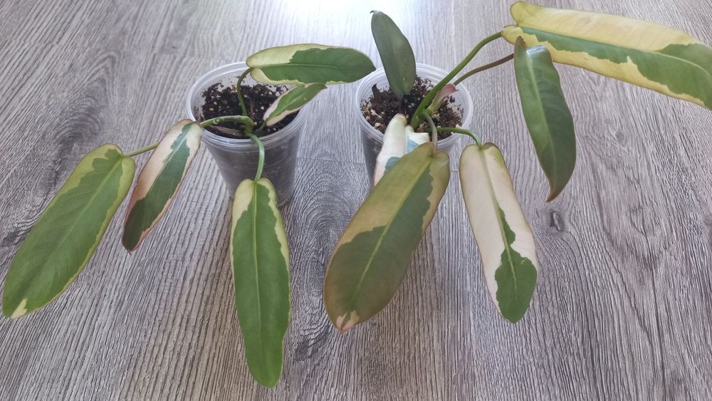 Филодендрон Atabopoense var