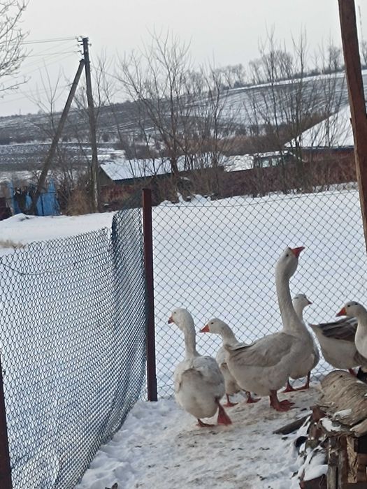 Продам гусака холмогора