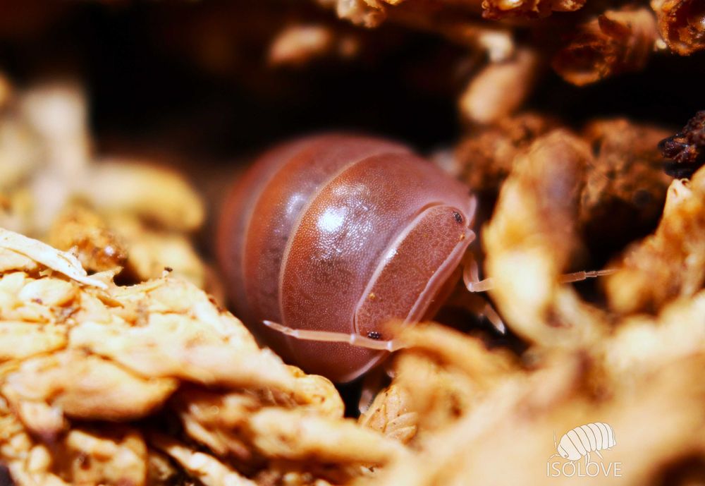 Armadillo officinalis “brown”, równonogi, isopoda
