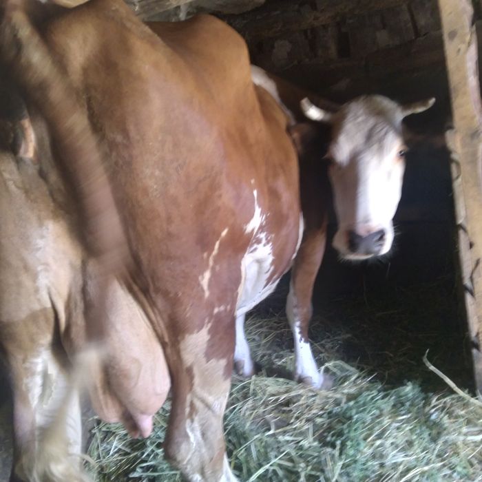 Продам корову высокоудойную