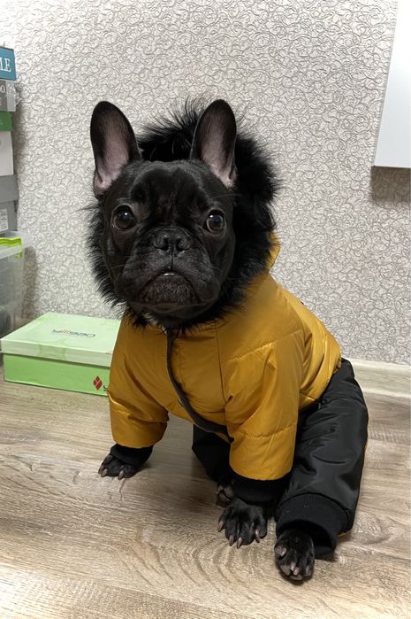 Комбінезон для собаки