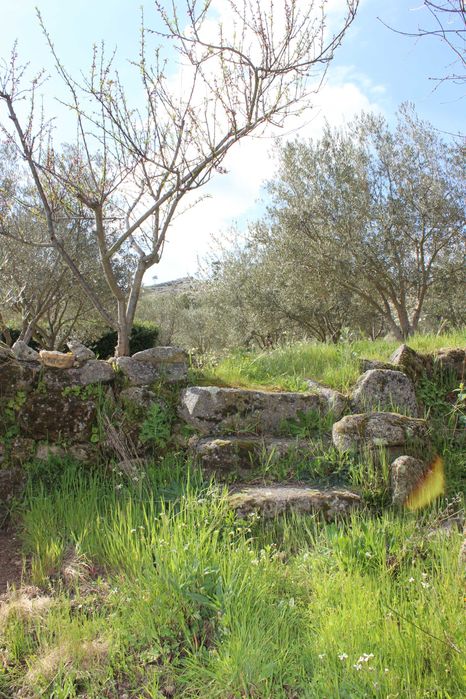 Terreno 53.265 m² com casa de granito, Olival DOP/DOC