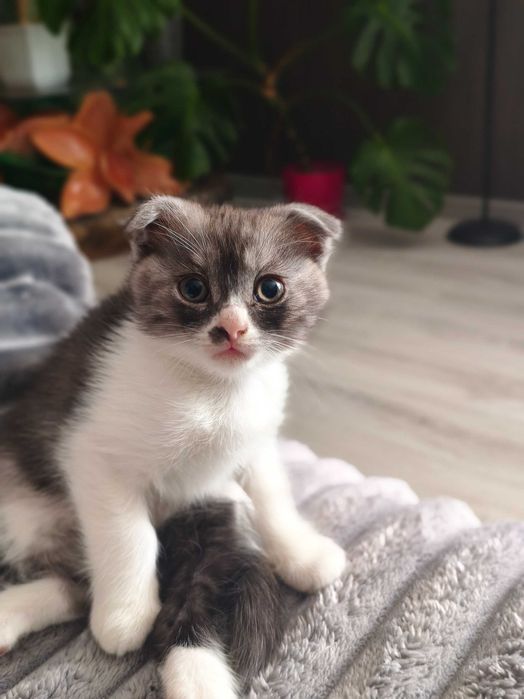 Висловухе кошеня, котик