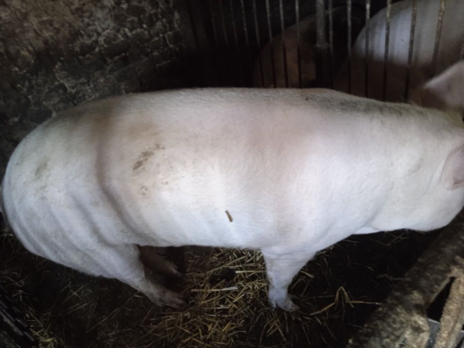 Продам кабана