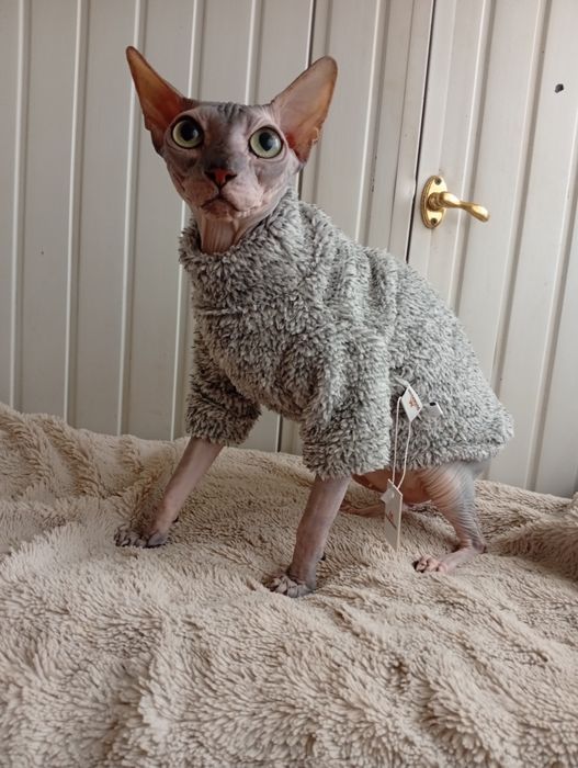 Теплые новые брендовые кофты для сфинксов