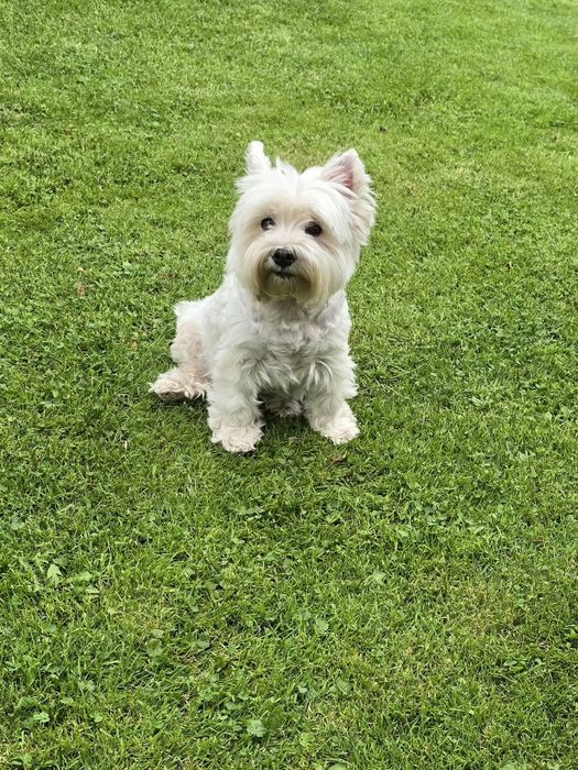 Piesek West highland white terrier