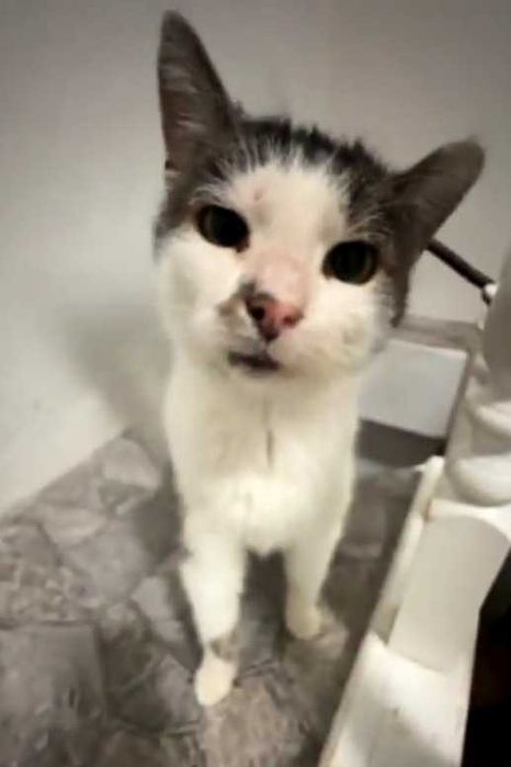 SPAJDEREK – kot, o którego nikt nie pyta