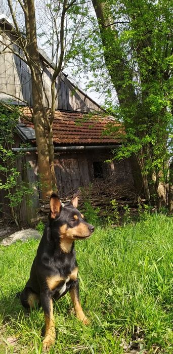 Zaginął pies Rambo