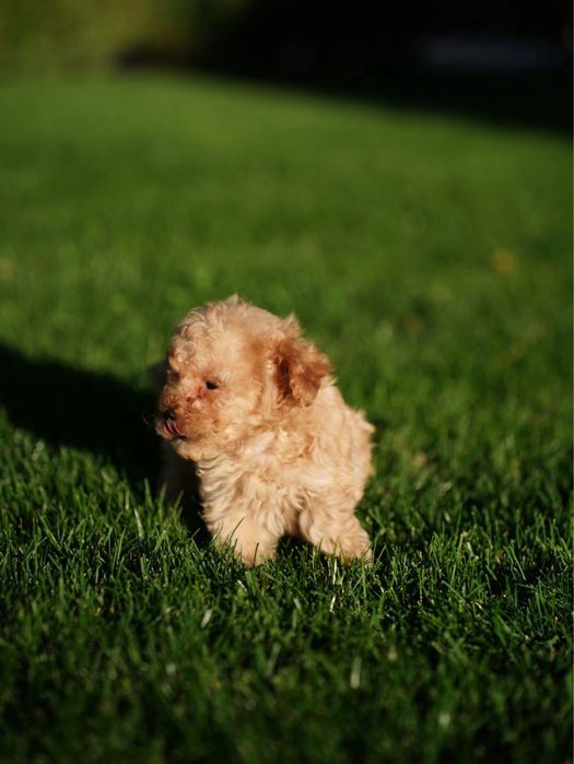 Хлопчик мальтіпу – малюк, що принесе у дім теплоту та радість