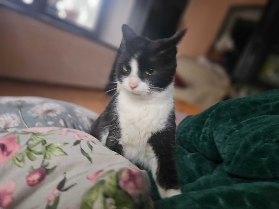 Wystawia łapki i obejmuje całym sobą,Dieguś zna dużego psa ,trzyletni