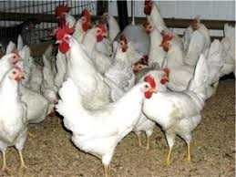Kury nioski Rosa z wolnego wybiegu. Messa i Leghorn. Dowóz Gratis.