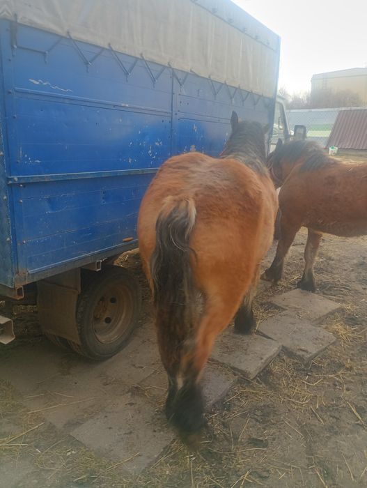 Źrebice zimnokrwiste