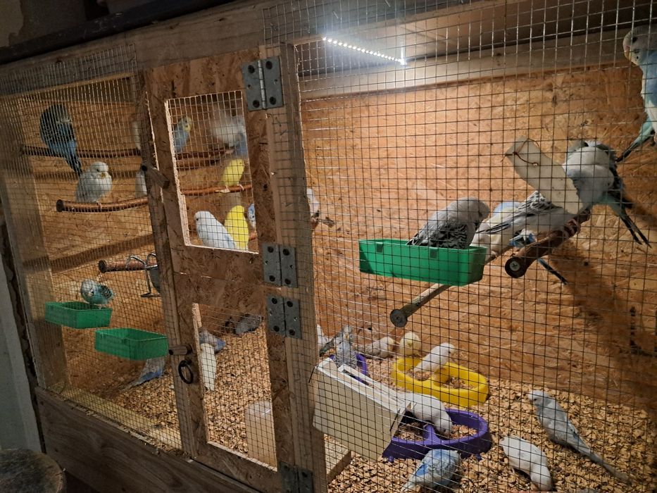 Papugi faliste mlode