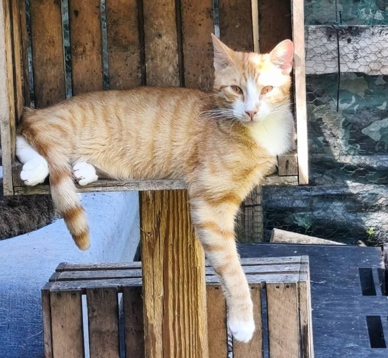 Simba, prawie jak ten filmowy