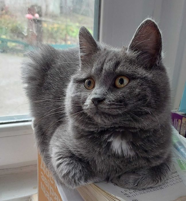 Манюня котодитина шукає найкращу маму