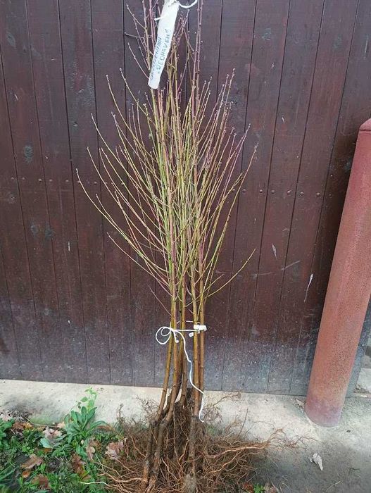 Sprzedam zdrowe, silne sadzonki drzewek owocowych.