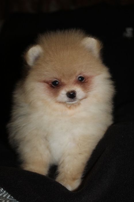 Померанський шпіц цуценята 3.5 міс. Хлопчик