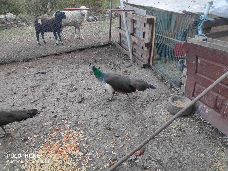 Pavões azuis nascidos em 2025