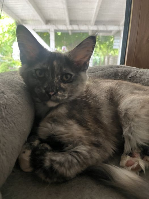 Kotka Maine Coon
