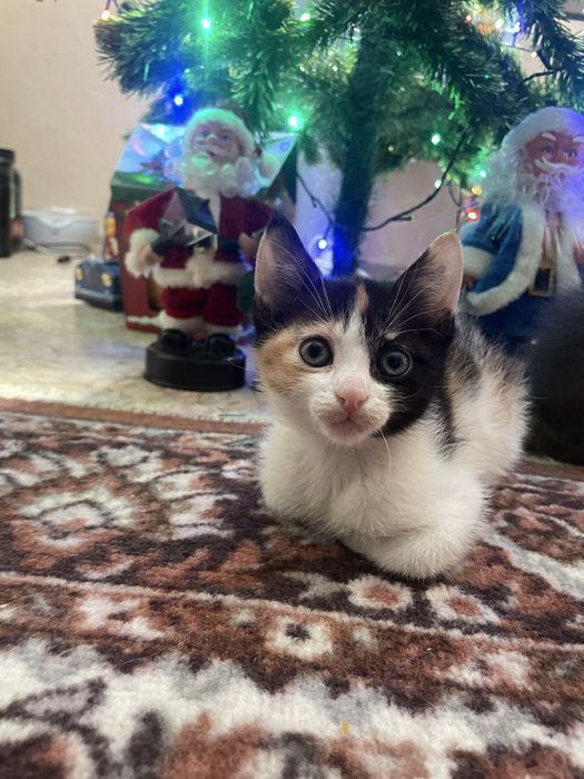 Кошенята шукають дім