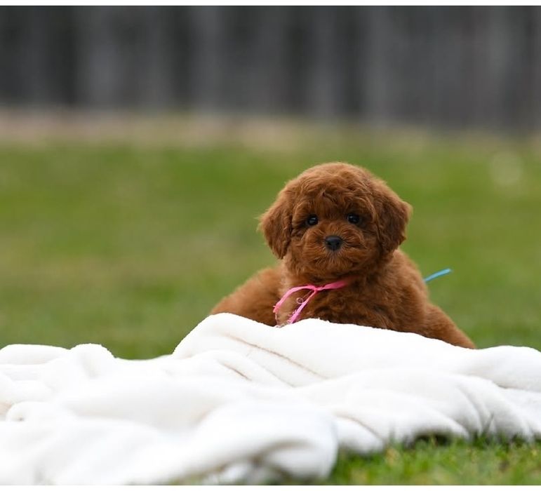 Красавчік той пудель ,Ред браУн,