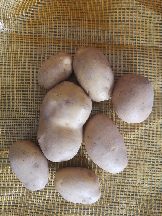 Batata nova Agria e stemster