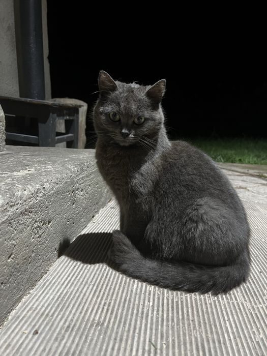Кошенята в добрі руки
