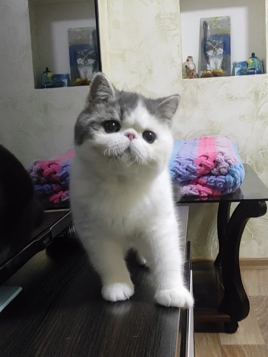 Екзотичний хлопчик