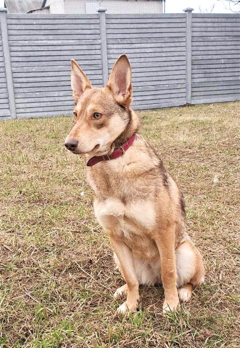 Собачка Юля в хорошие руки