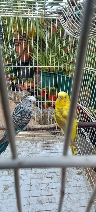 Casal periquitos asa negra