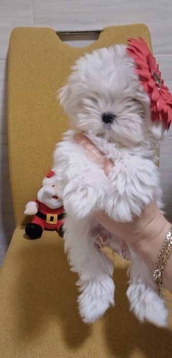 Maltańczyk przepiękne,lalkowe,urodziwe.maltanczyk czystej krwi