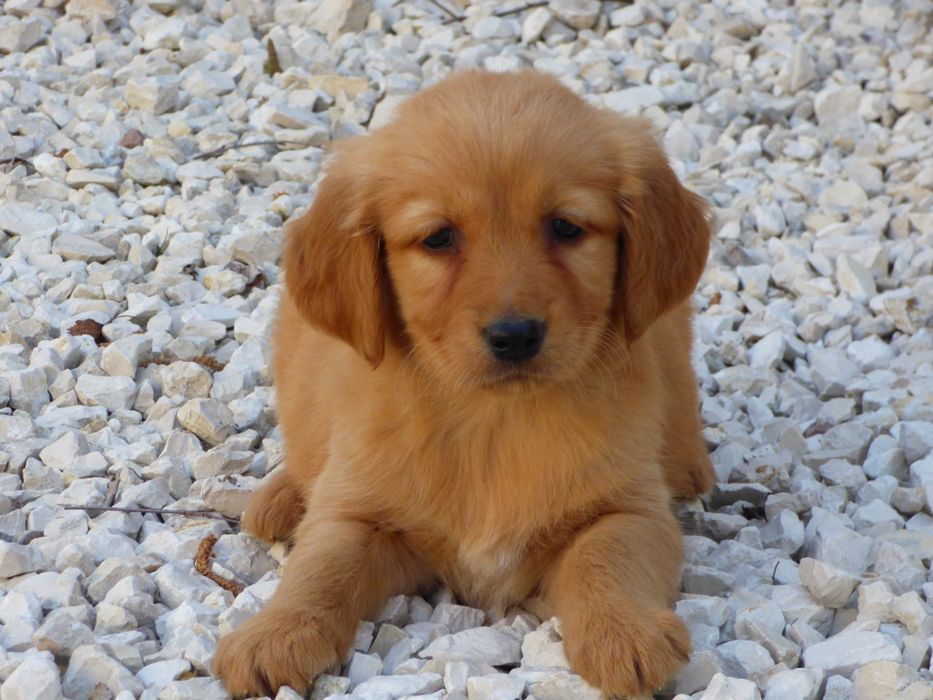 Golden retriever suczka