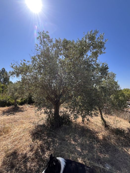 Oliveiras para venda, algumas centebárias