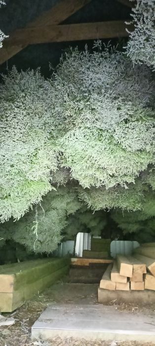 Sprzedam zatrwian tatarski z 2025 r