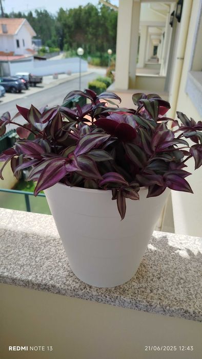 Vaso com trandescantia Zenebris