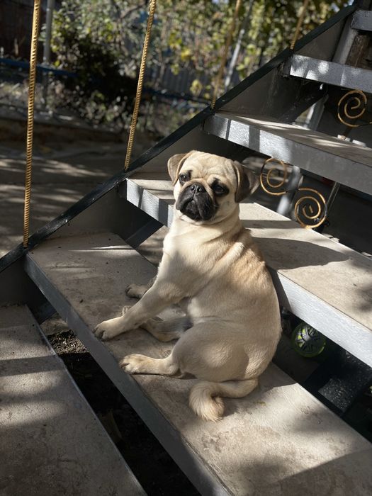 Продам мопса хлопчик