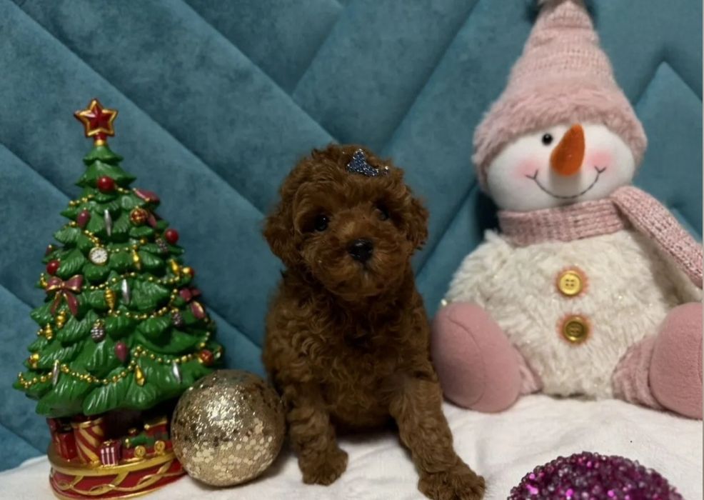 Чудовий малюк той пудель