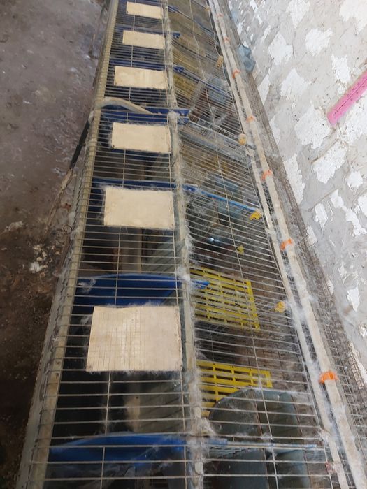 Маточні клітки кролячі