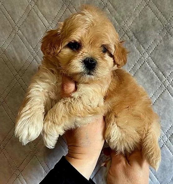 Мальчики и девочка мальтипушка